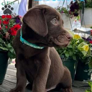 Blaine, Chocolate Labrador Retriever Puppy